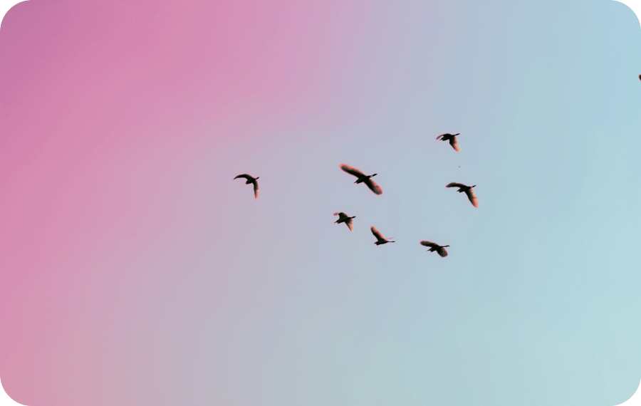 Silhouettes of seven birds flying against a gradient sky transitioning from pink to blue.